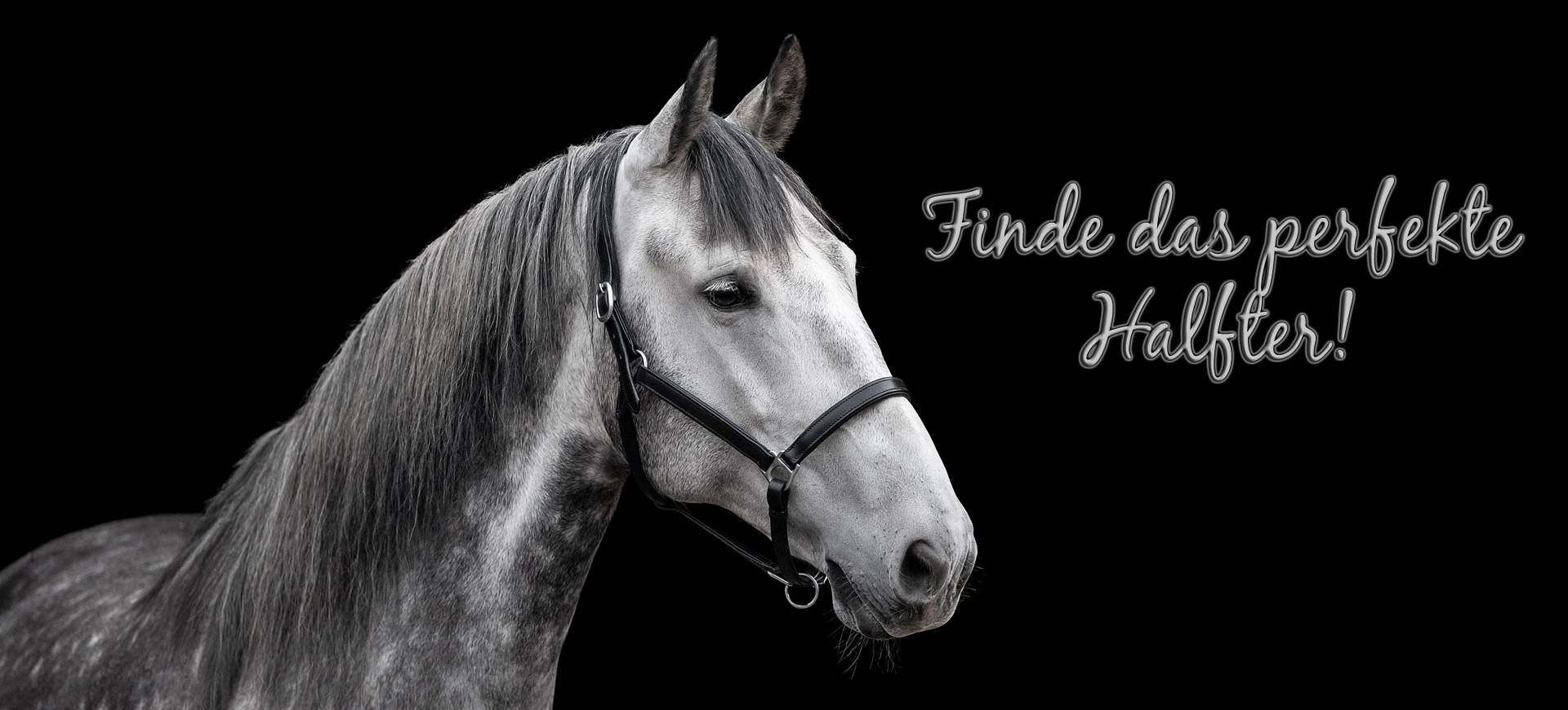 Finde-Dein-perfektes-Lederhalfter Finde-Dein-perfektes-Lederhalfter