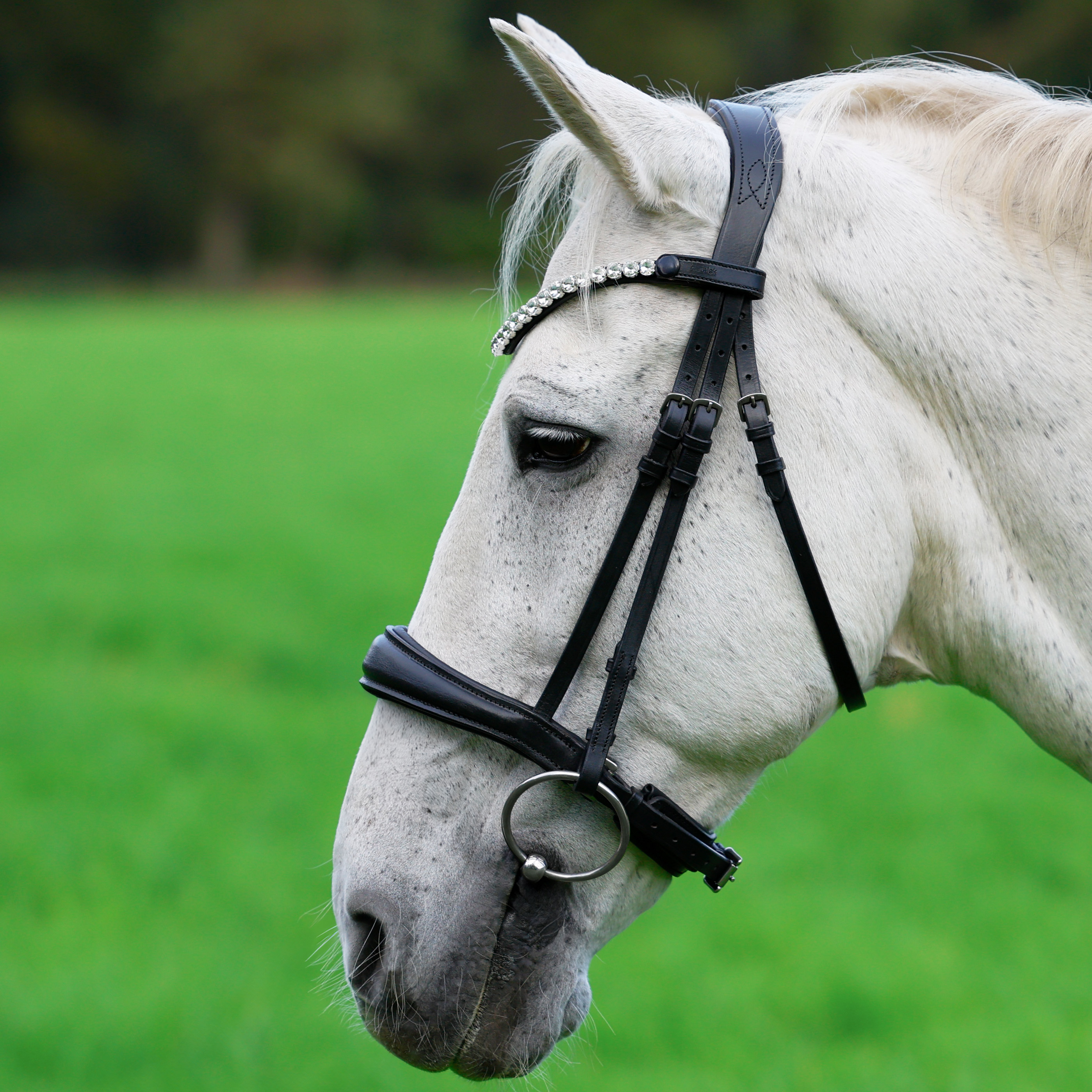 Trense-Competition-Schwarz-ohne-Sperrriemen-Zaumhaken-Warmblut-Vollblut Trense-Competition-Schwarz-ohne-Sperrriemen-Zaumhaken-Warmblut-Vollblut