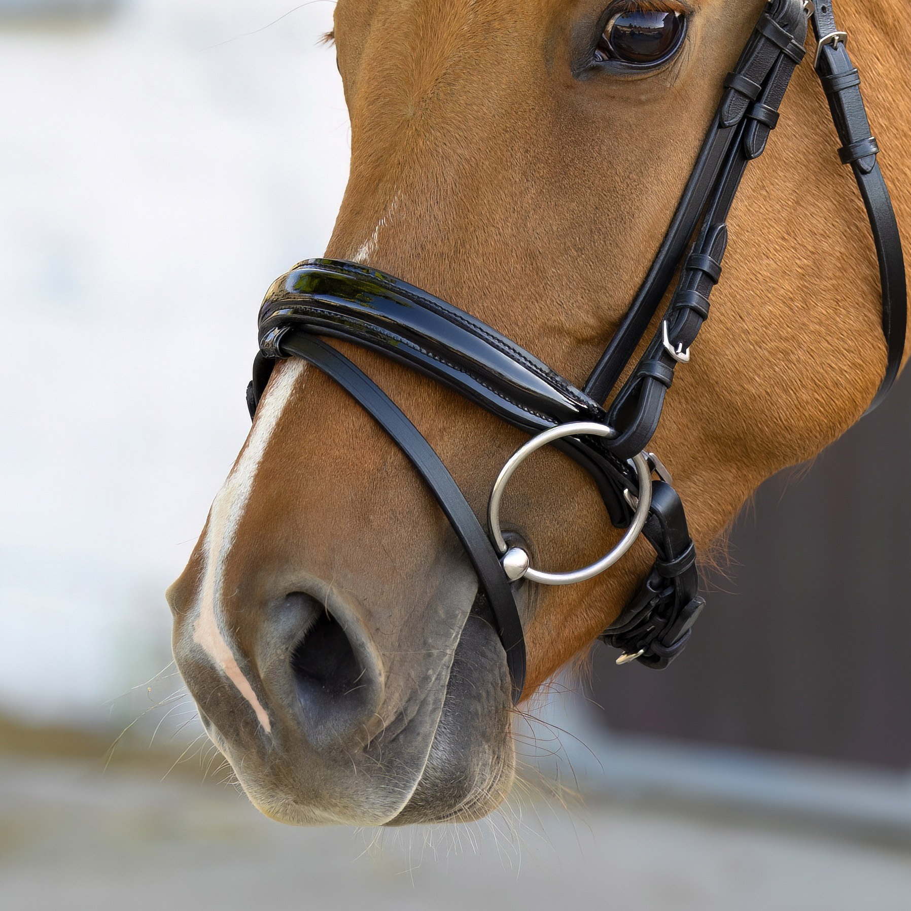 Reithalfter-Selection-Schwarz-Lack-mit-Schnallen Reithalfter-Selection-Schwarz-Lack-mit-Schnallen