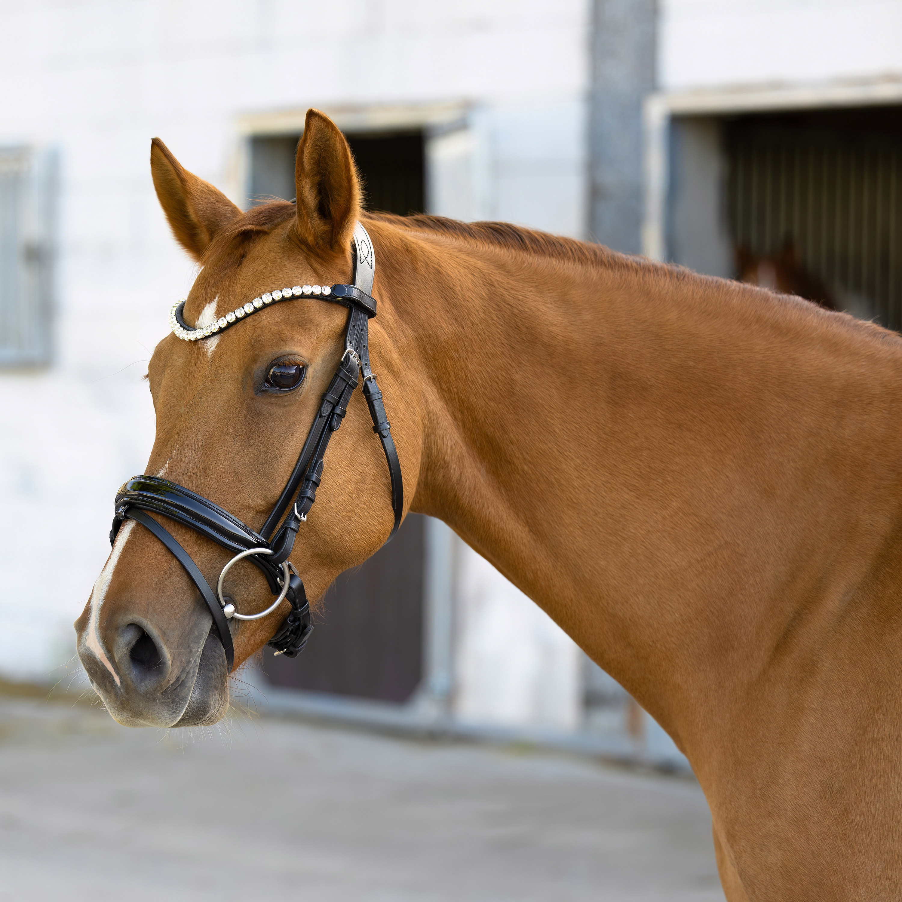 Trense-Selection-Schwarz-Lack-mit-Schnallen Trense-Selection-Schwarz-Lack-mit-Schnallen