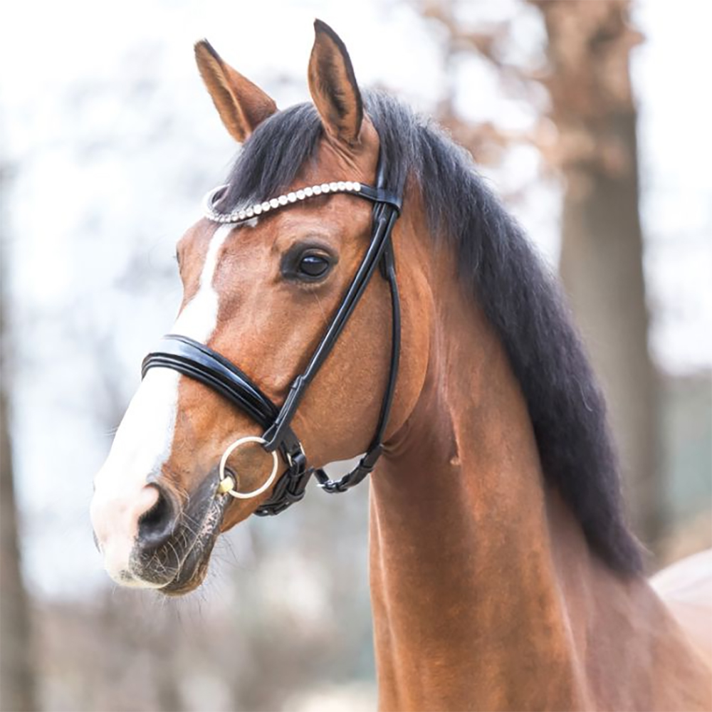 Trense-ProLine-Schwarz-anatomisch-Rund-Zaumhaken-Warmblut-Vollblut
