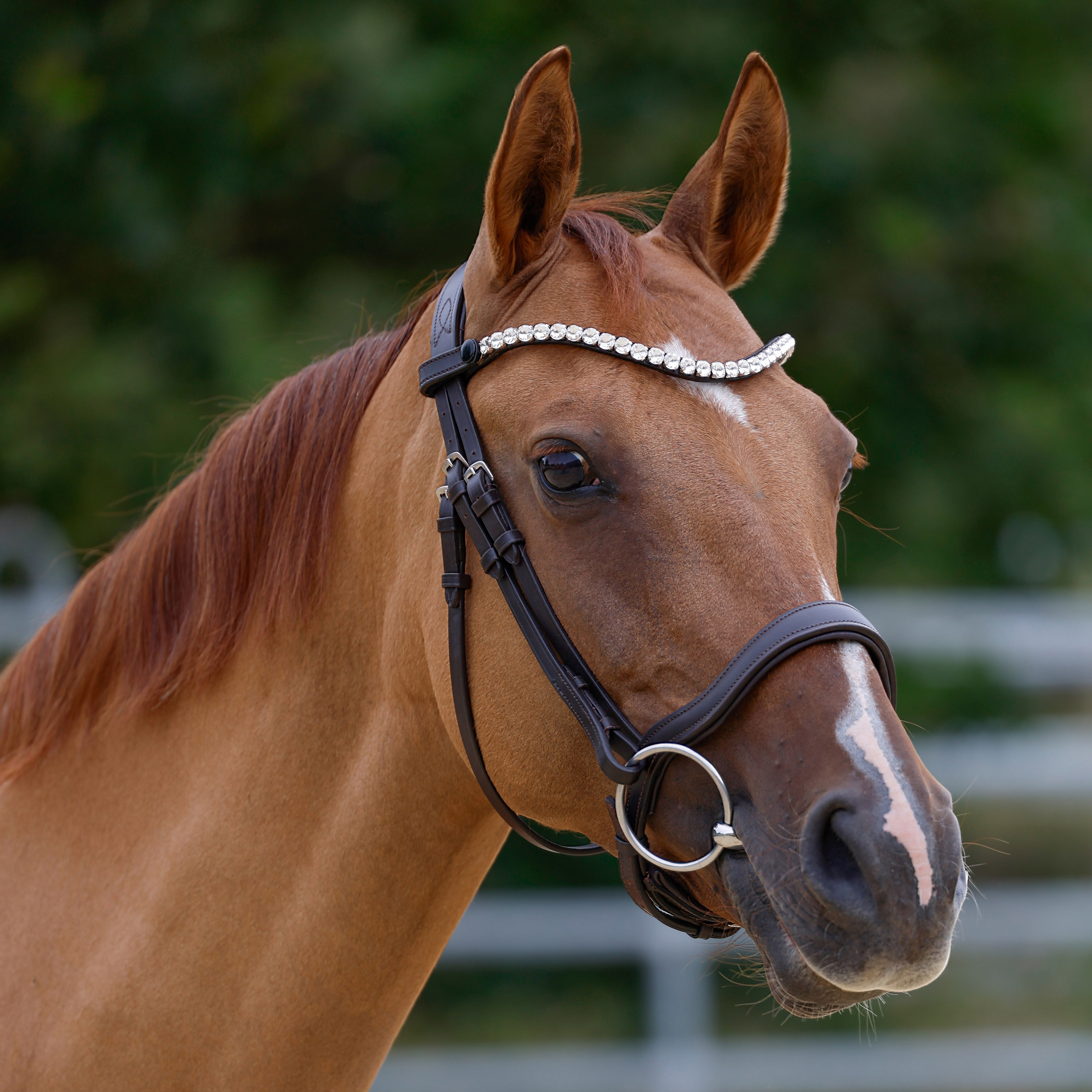 Trense-ohne-Sperriemen-Anatomic-Braun