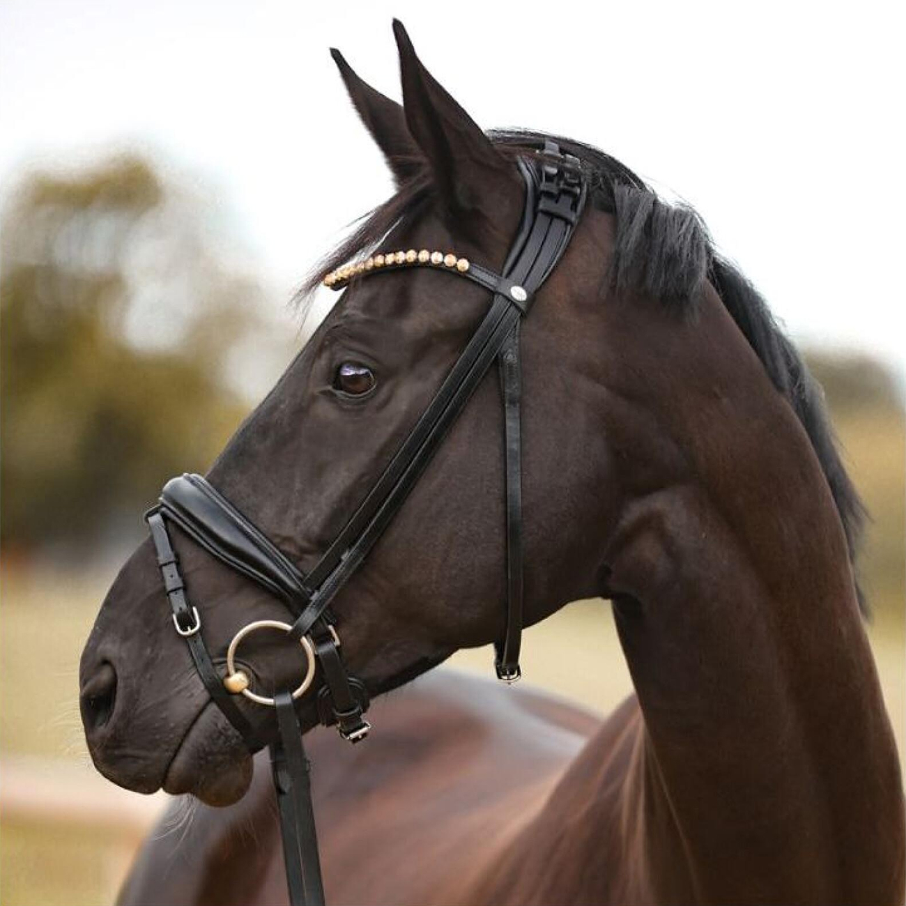 Trense-ProLine-Schwarz-anatomisch-Trensenzaum-Zaumhaken-Warmblut-Vollblut