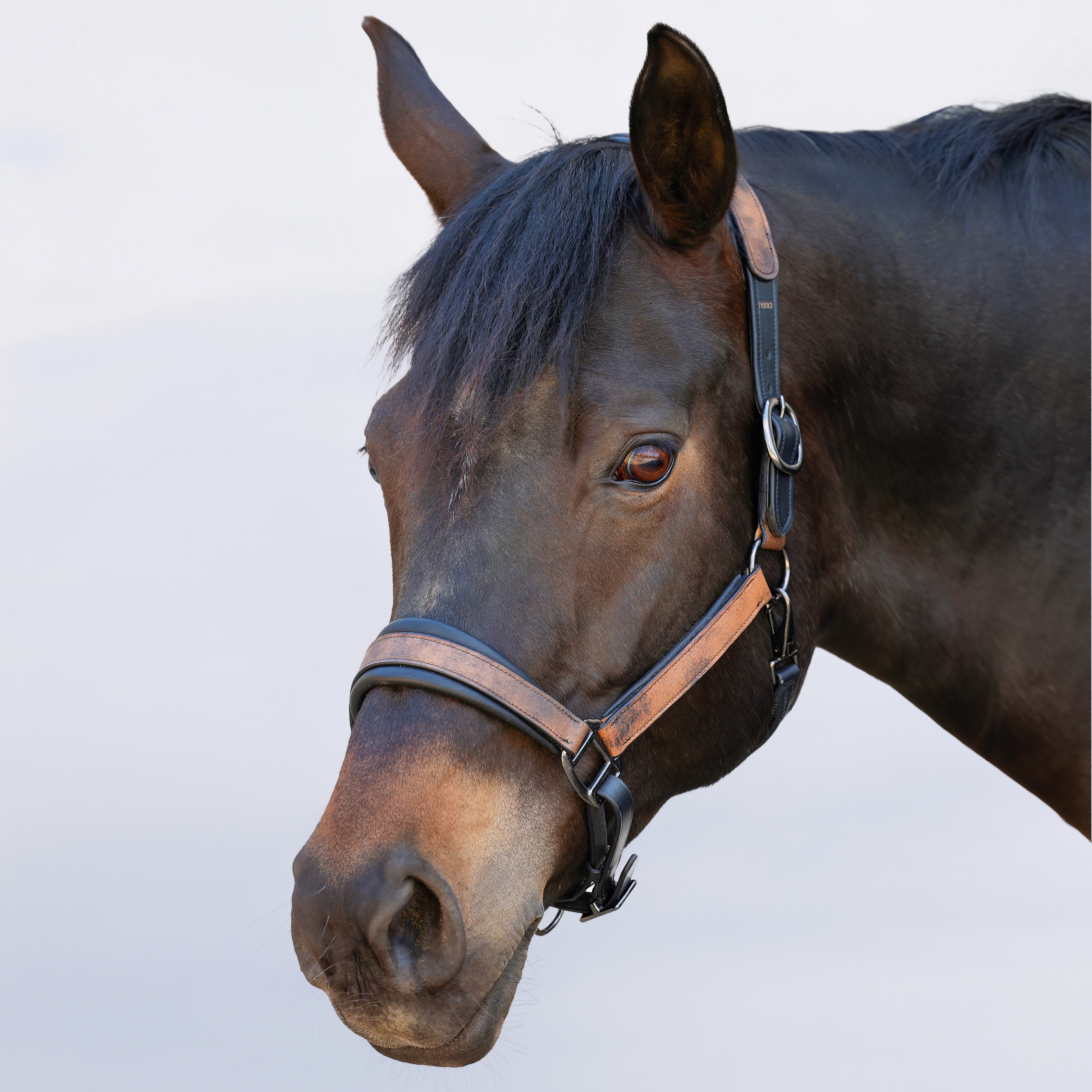 Lederhalfter-Pilow-Weich-Softleder-Schwarz-Cognac Lederhalfter-Pilow-Weich-Softleder-Schwarz-Cognac
