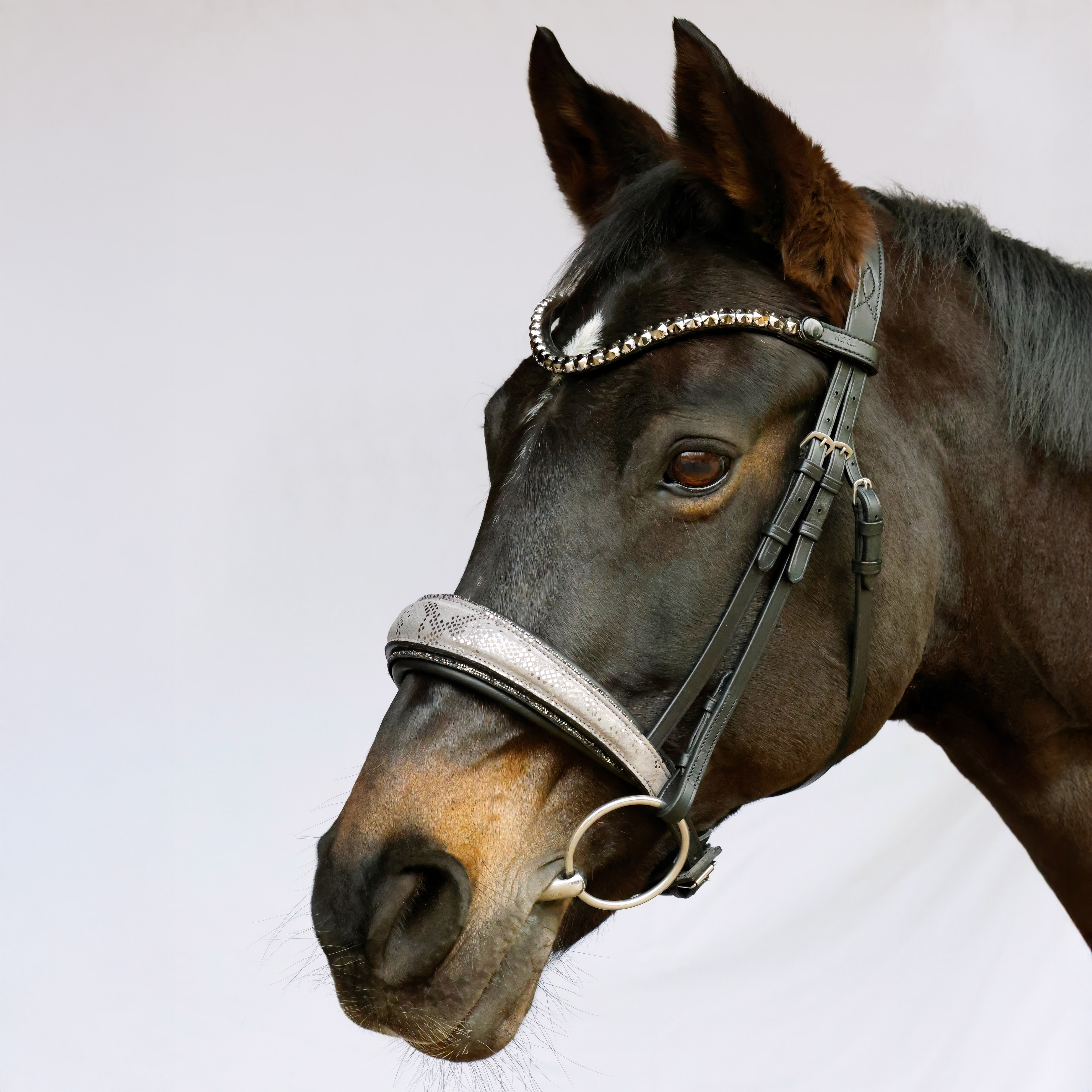 Trense-Switch-Polaris-entfernbarer-Sperrriemen-Grau