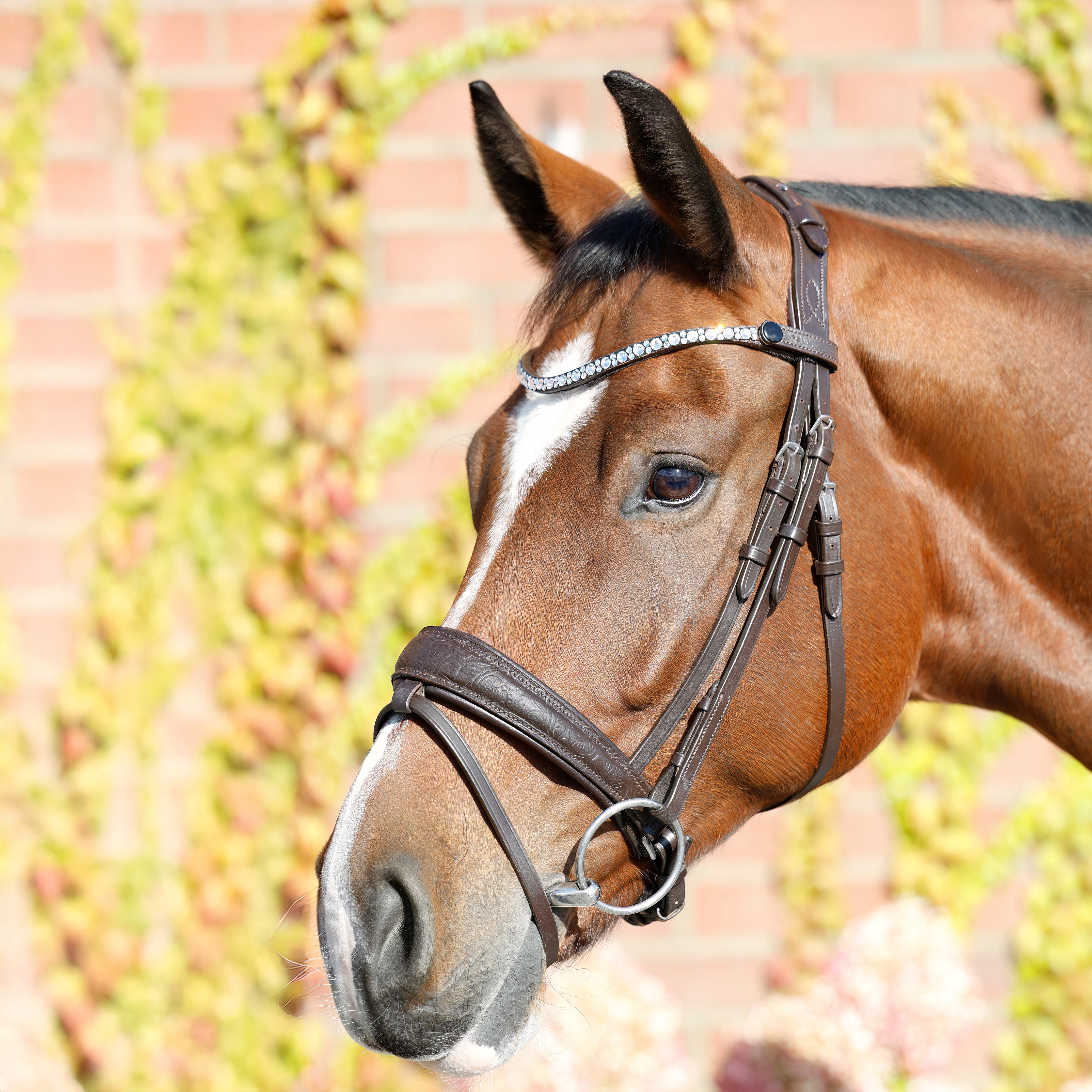 Trense-Paisley-mit-Muster-Braun-entfernbarer-Sperrriemen Trense-Paisley-mit-Muster-Braun-entfernbarer-Sperrriemen