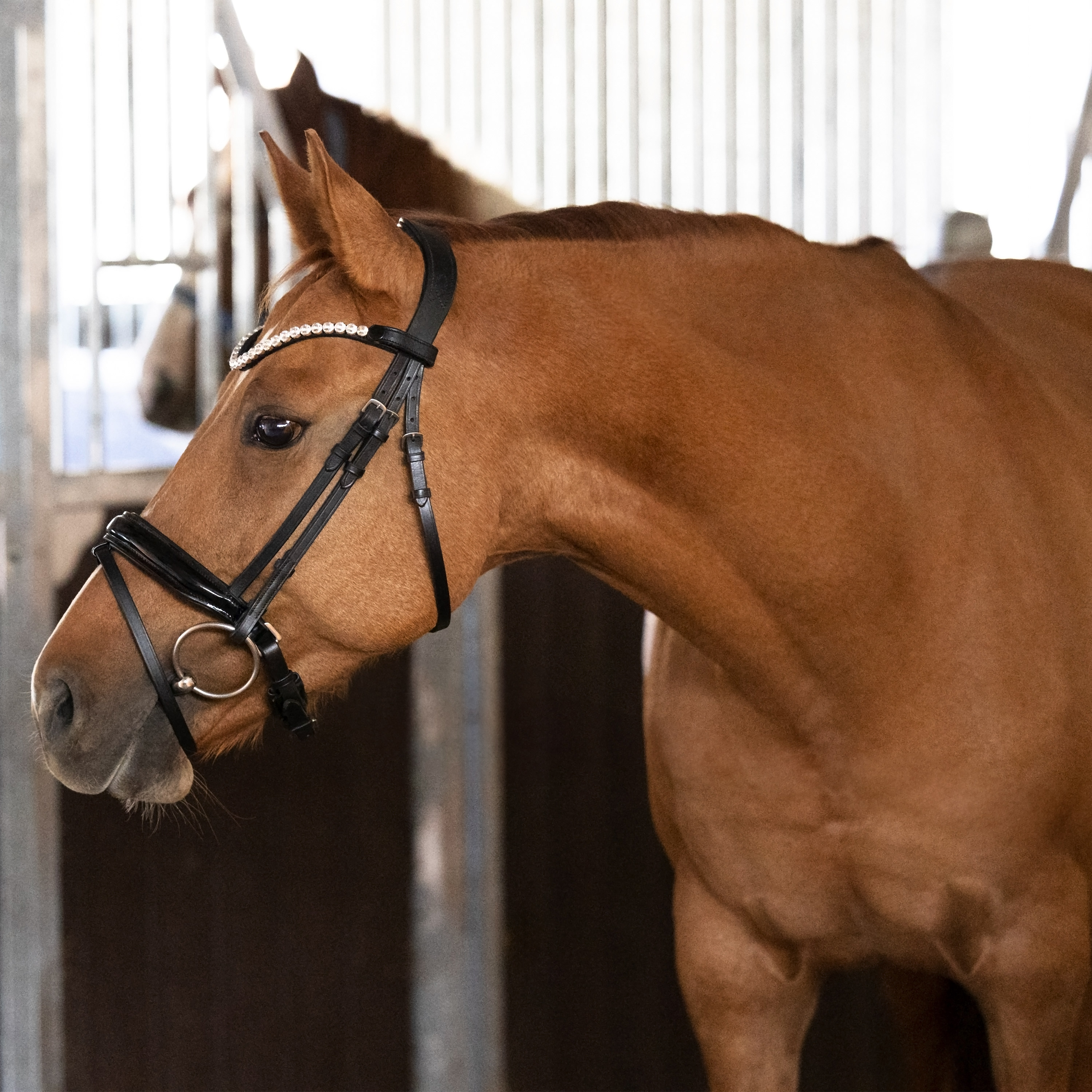 Trense-Selection-Schwarz-Lack-mit-Zaumhaken Trense-Selection-Schwarz-Lack-mit-Zaumhaken