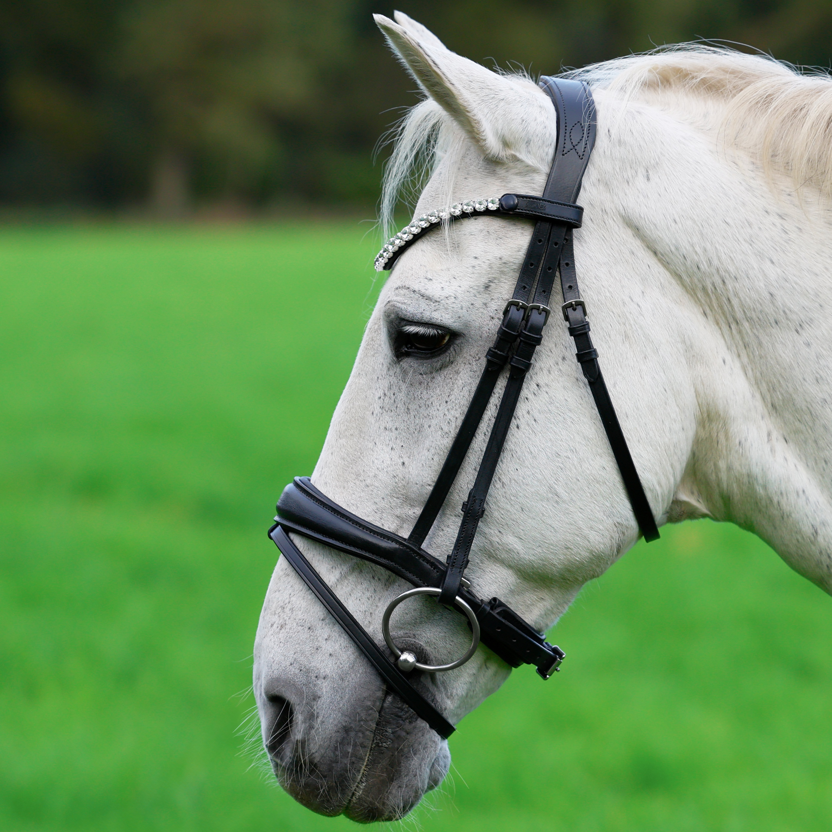 Trense-Competition-Schwarz-Zaumhaken-Warmblut-Vollblut Trense-Competition-Schwarz-Zaumhaken-Warmblut-Vollblut