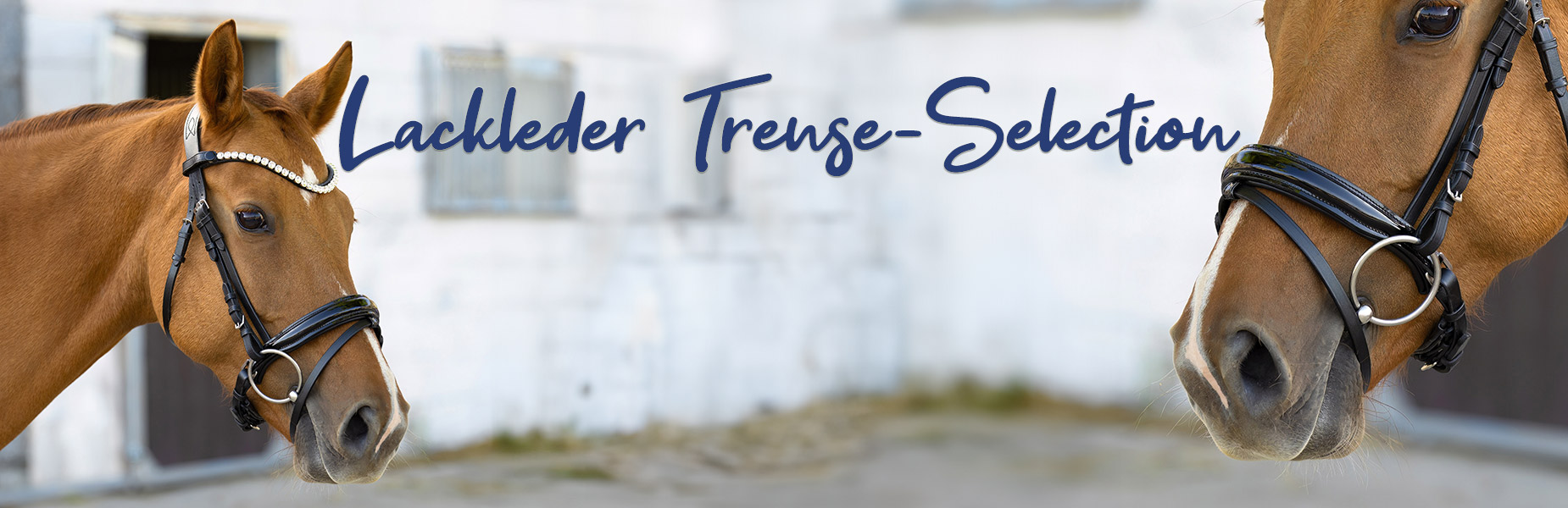 Trense-Selection-Lack-Schwarz-Banner
