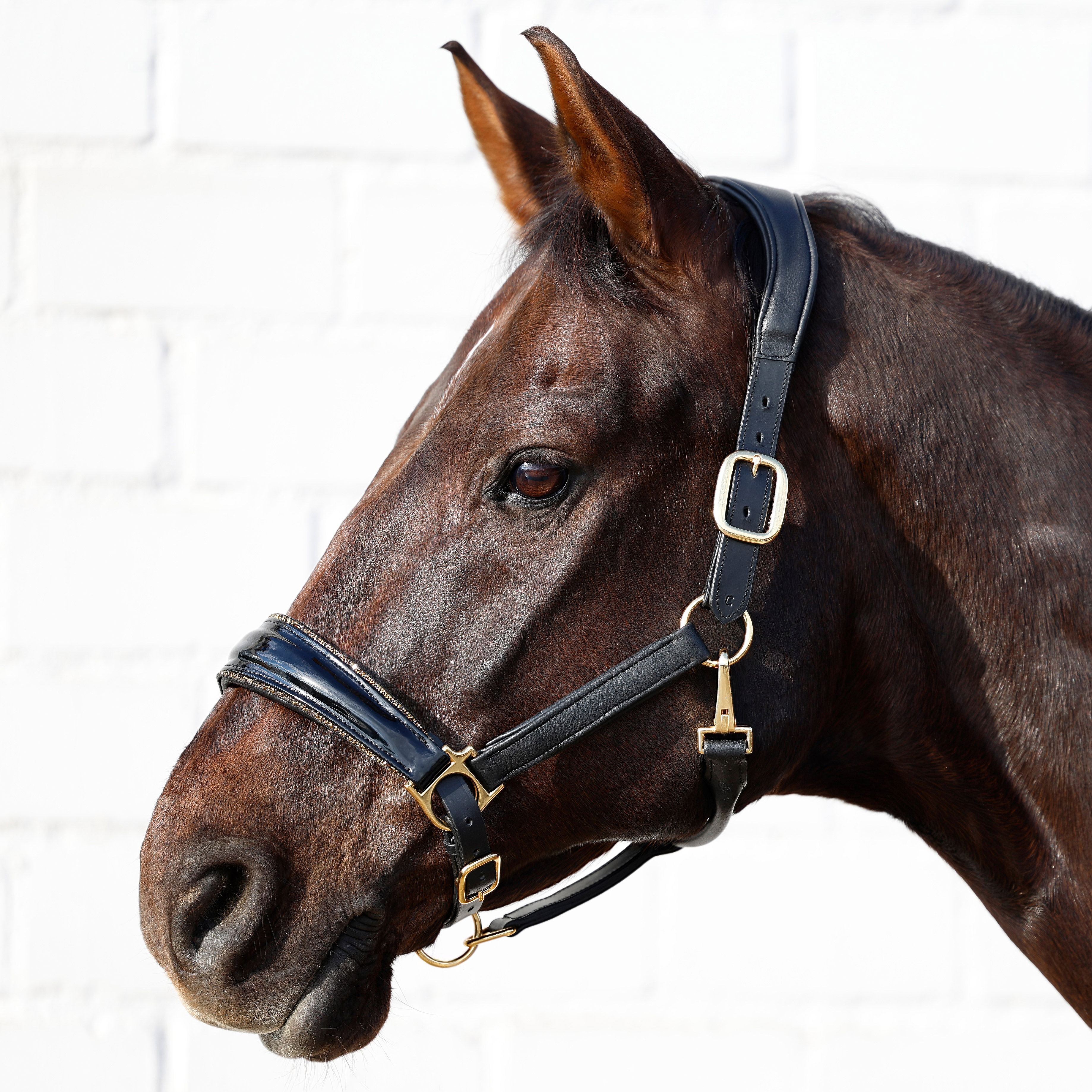 Lederhalfter-Shiny-Glitzer-Weich-Softleder-Schwarz-Gold Lederhalfter-Shiny-Glitzer-Weich-Softleder-Schwarz-Gold