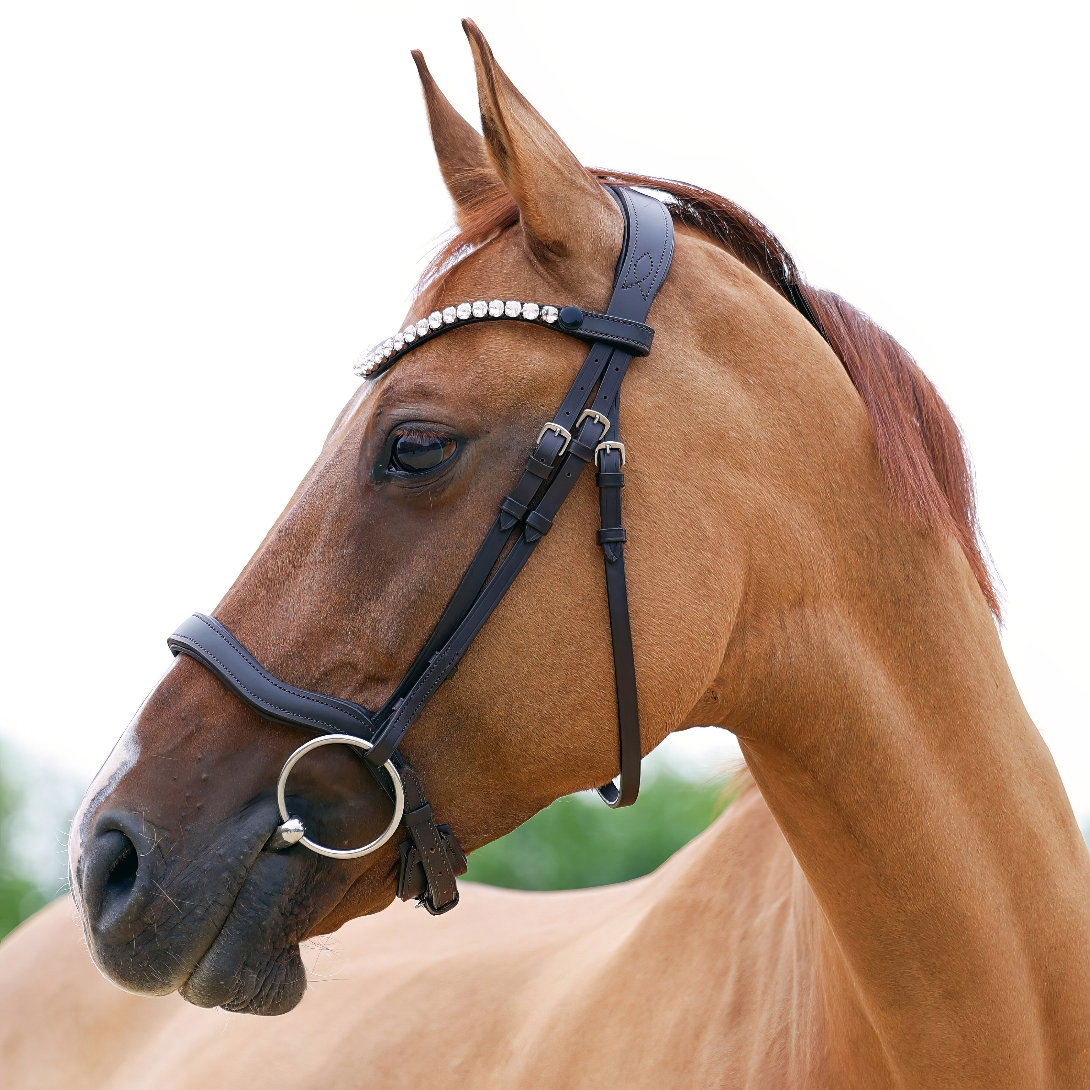 Trense-ohne-Sperriemen-Anatomic-Anatomisch-Braun