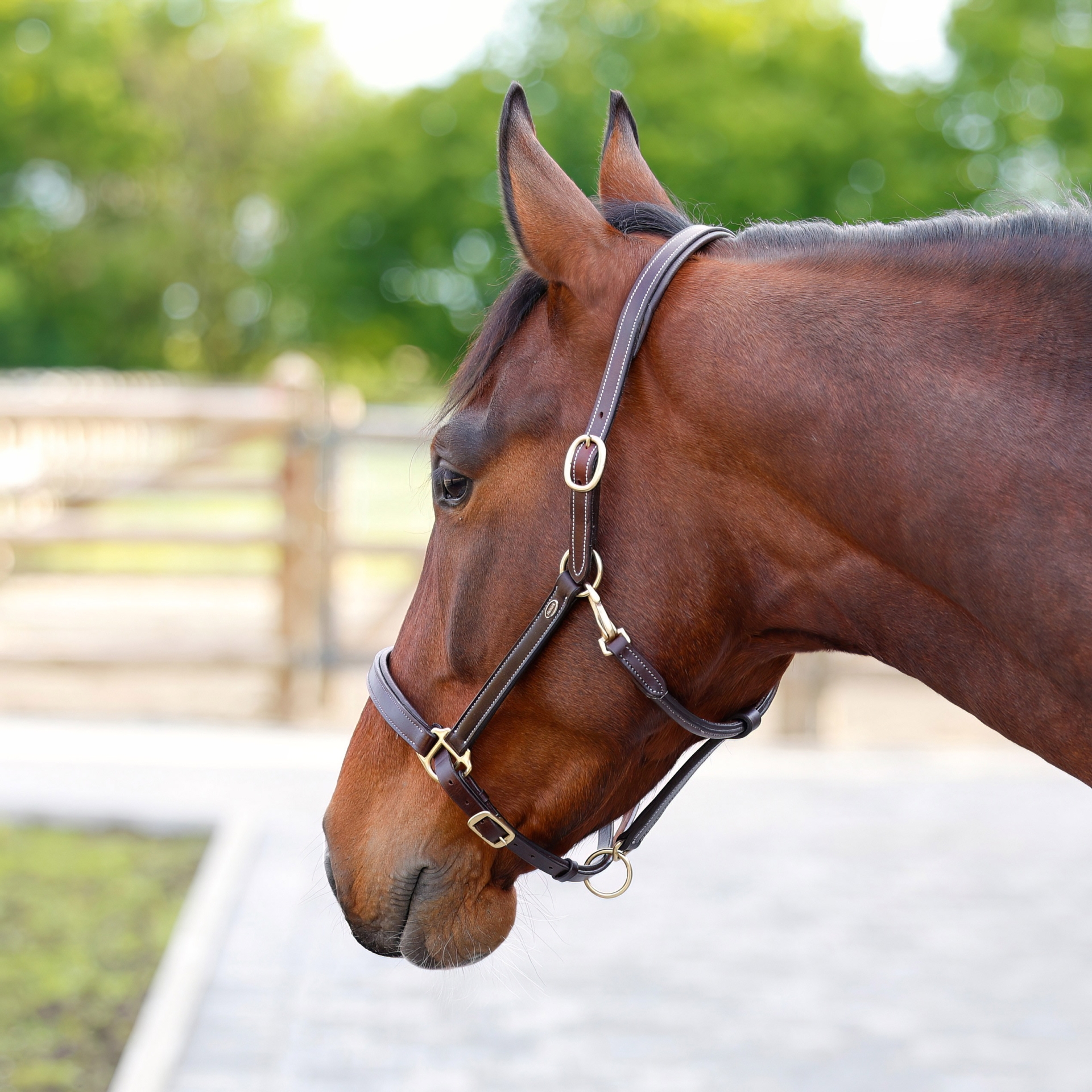 Lederhalfter-Braun-Nero
