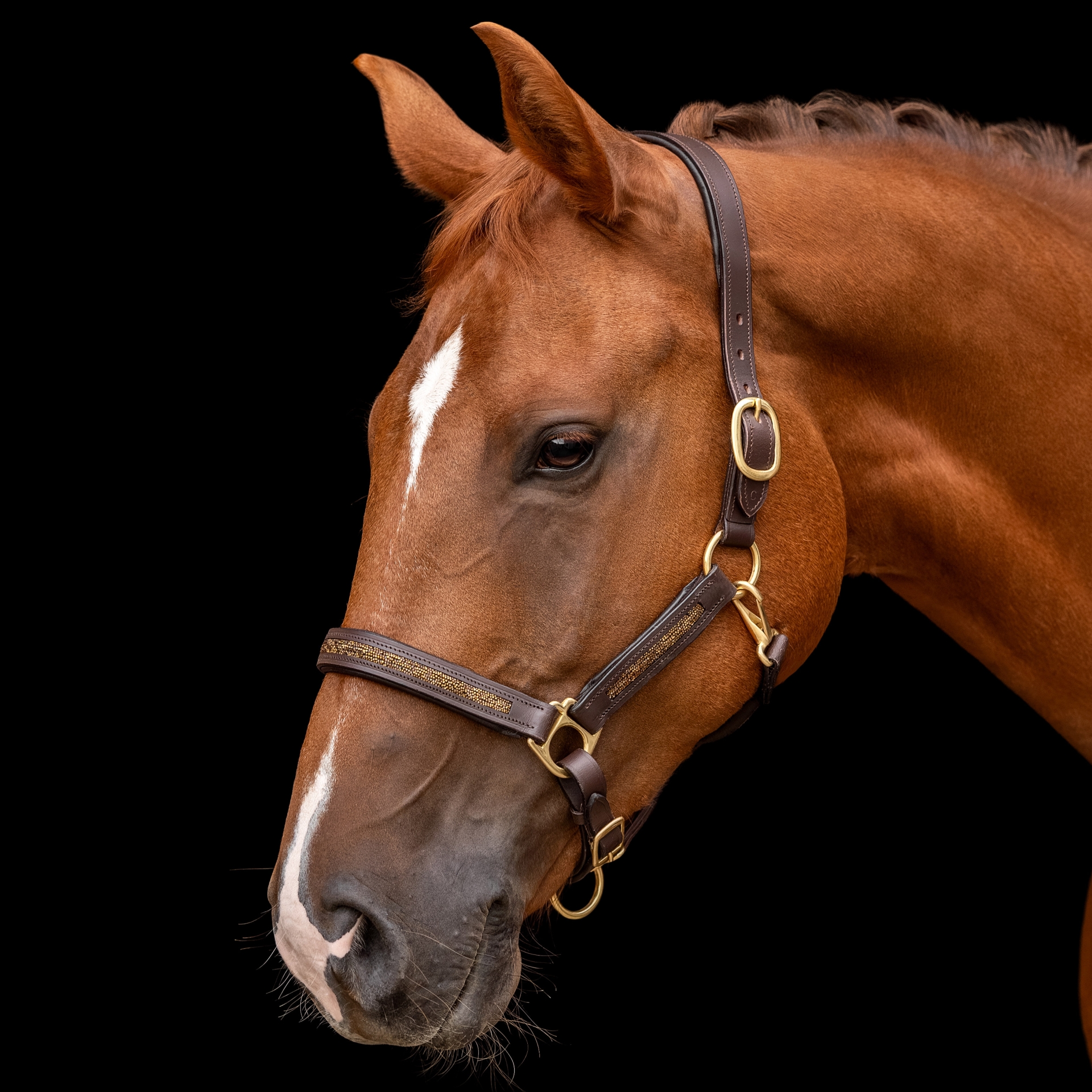 Lederhalfter-Mila-Braun-Glitzer