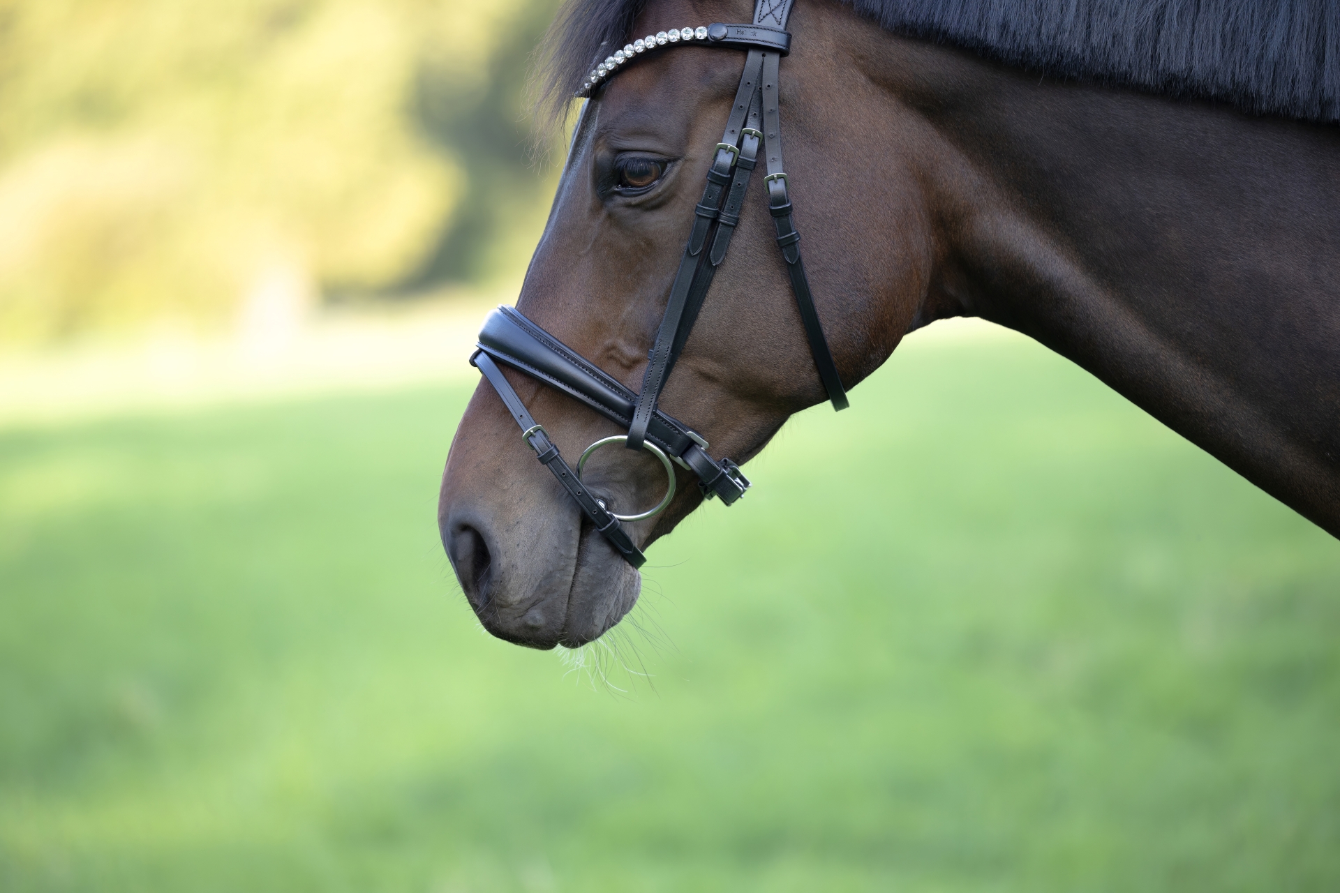 Reithalfter-Performance-Schwarz-Zaumhaken-WB-VB-Glow-Silver