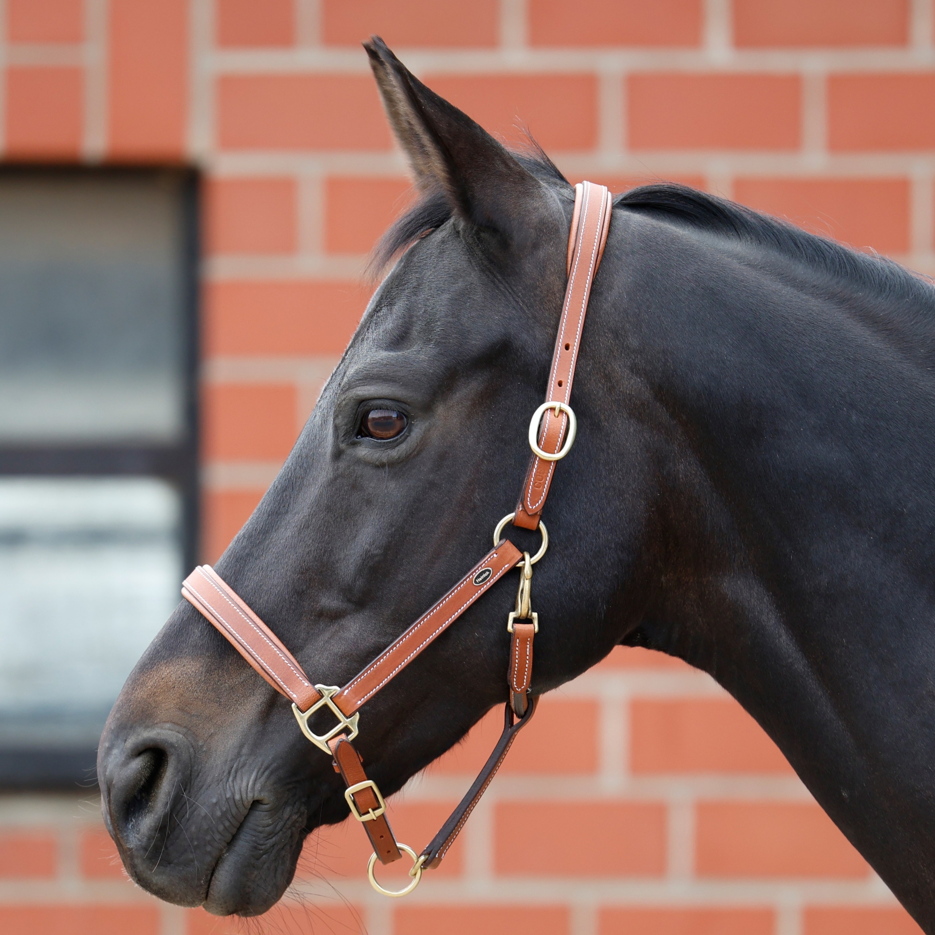 Lederhalfter-Rund-Nero-Chesnut