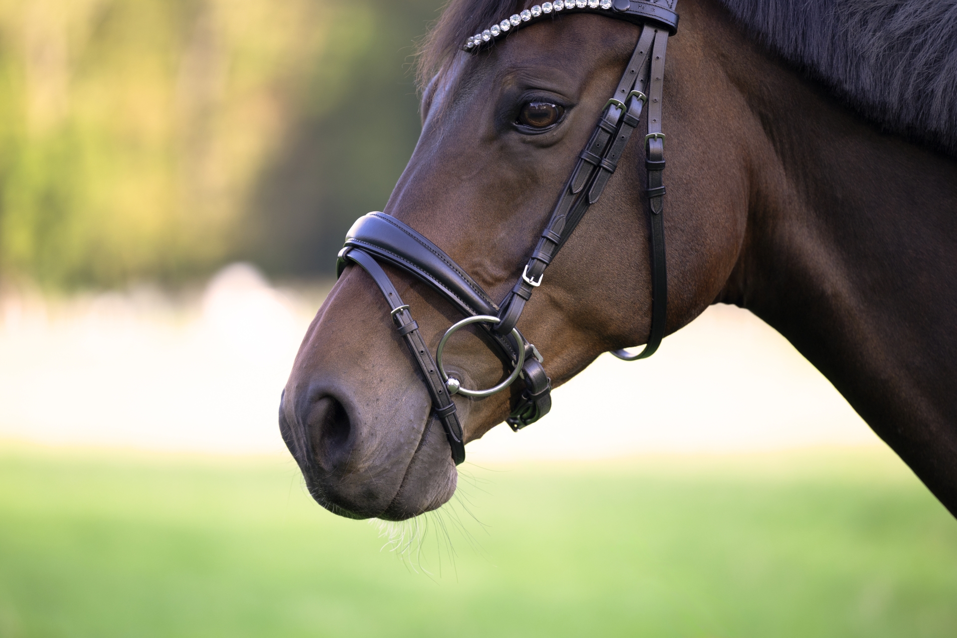 Reithalfter-Performance-Schwarz-Schnallen-WB-VB-Glow-Silver