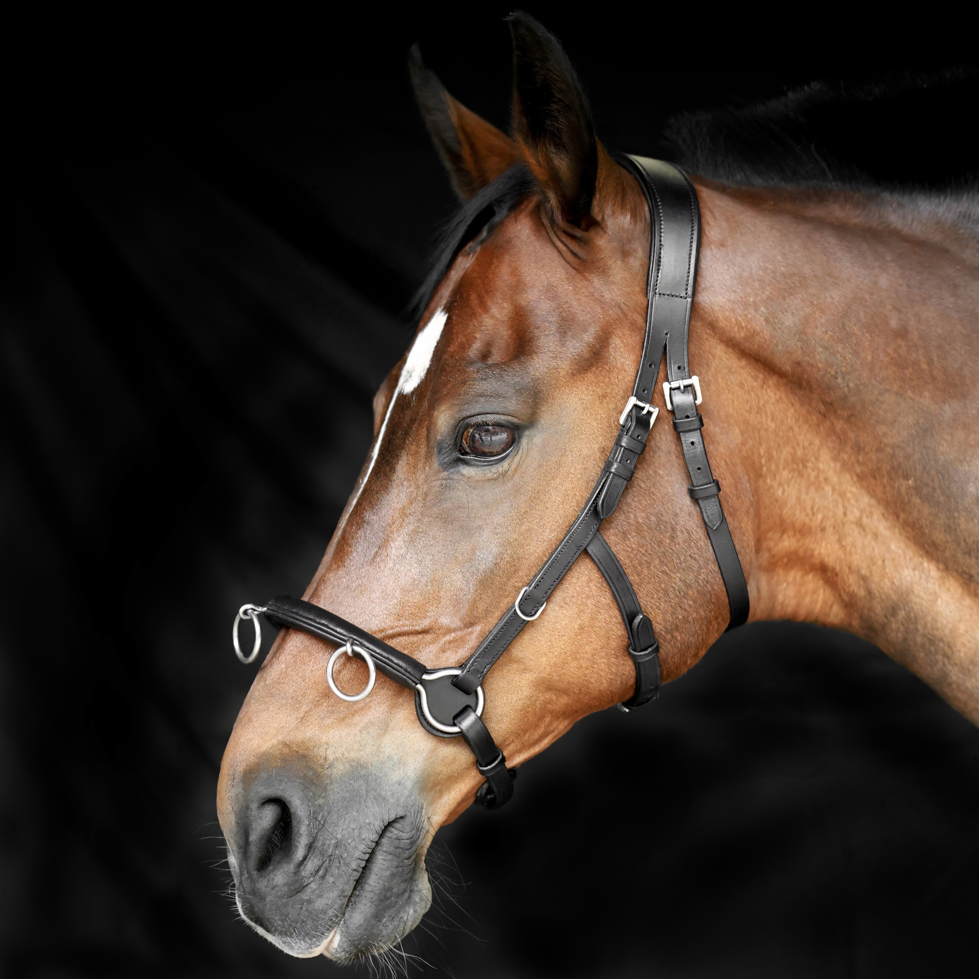 Cavesson-Kappzaum-Cavecon-mit-Gebissriemen-Schwarz-Warmblut-Vollblut