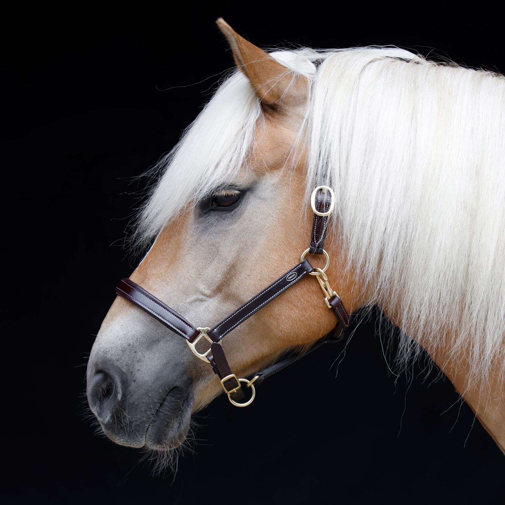 Lederhalfter-Nero-Rundgenaeht-Braun