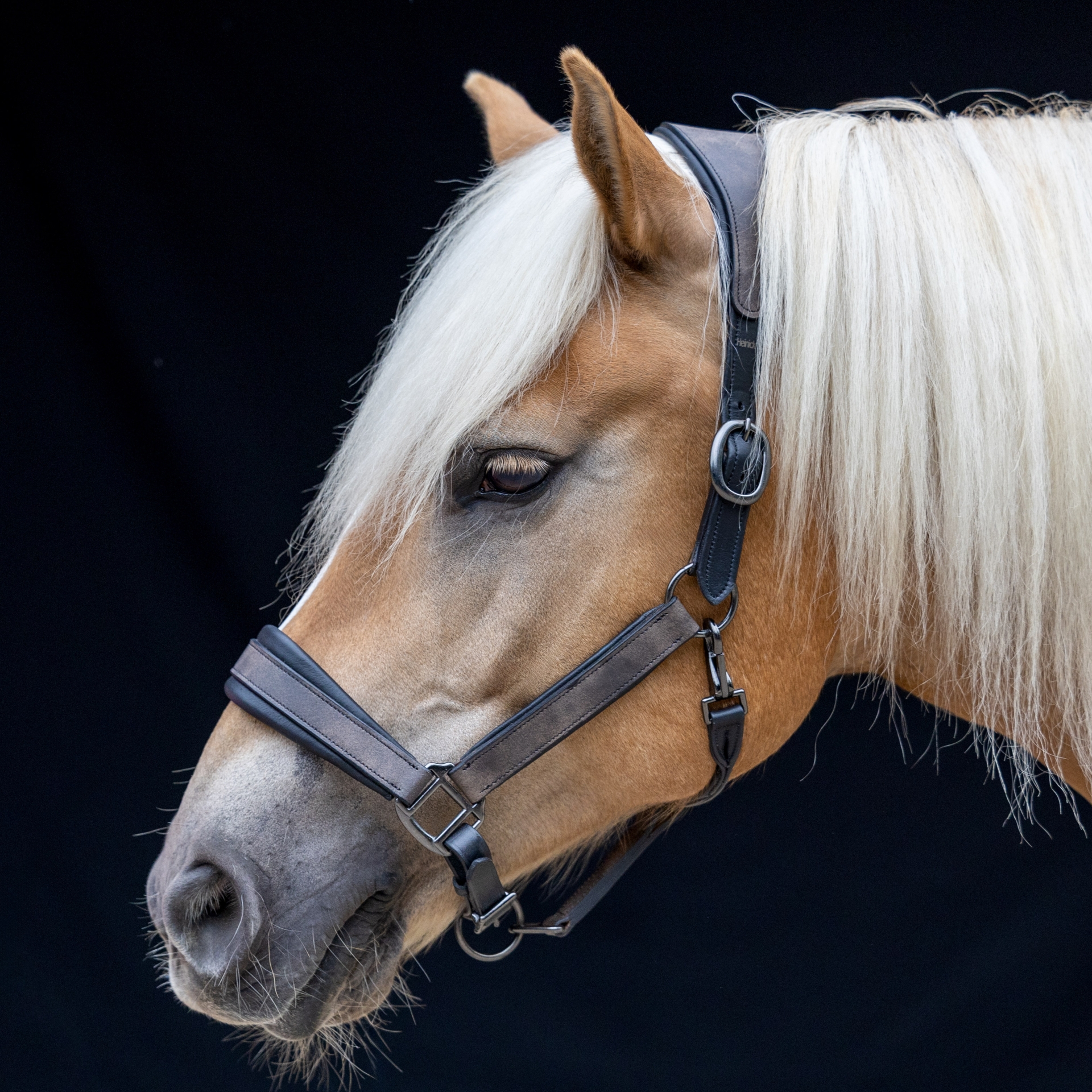 Lederhalfter-Pilow-Rund-Softleder-Schwarz-Melange