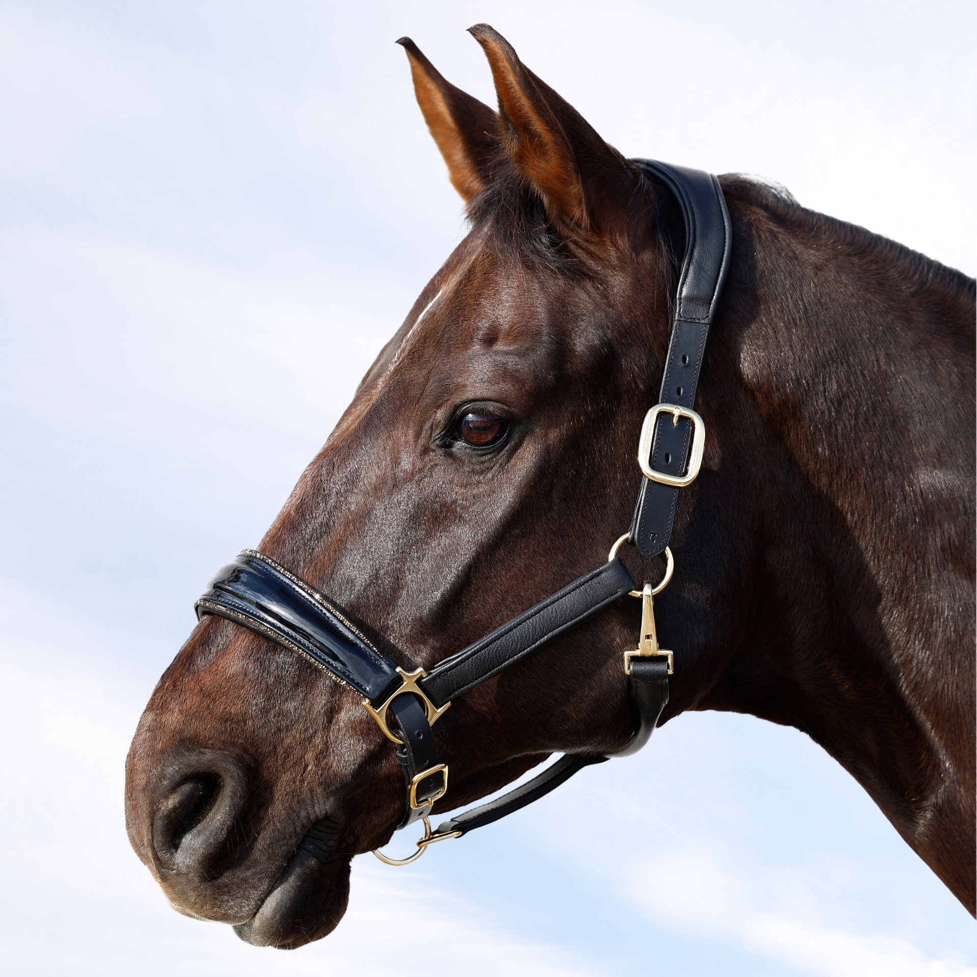 Glitzer-Halfter-Shiny-Leder-Weich-Softleder-Schwarz-Gold