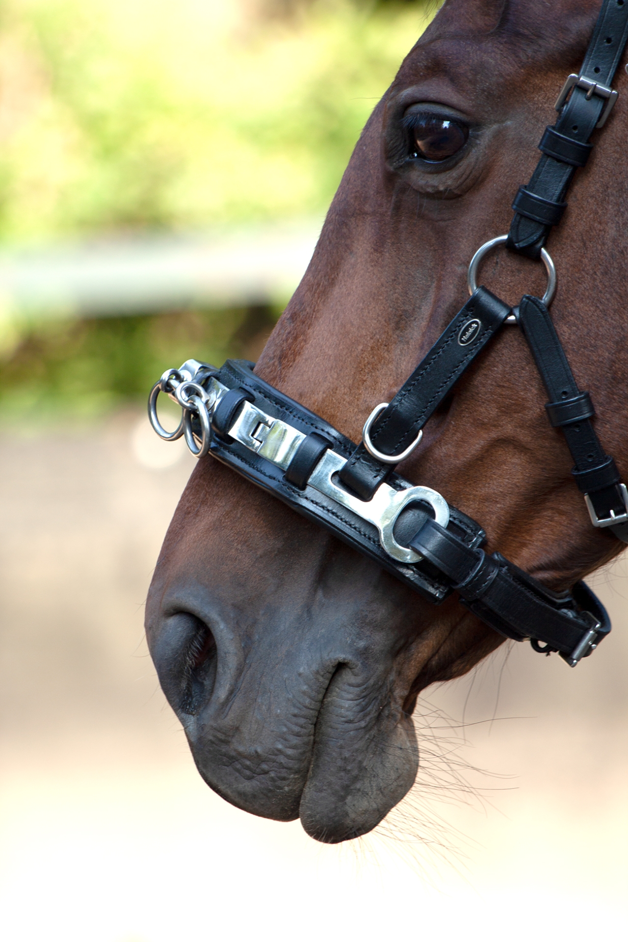 Kappzaum-Leder-anatomisch-mit-Naseneisen-Edelstahl-Wiener-Warmblut-Vollblut-Schwarz-3