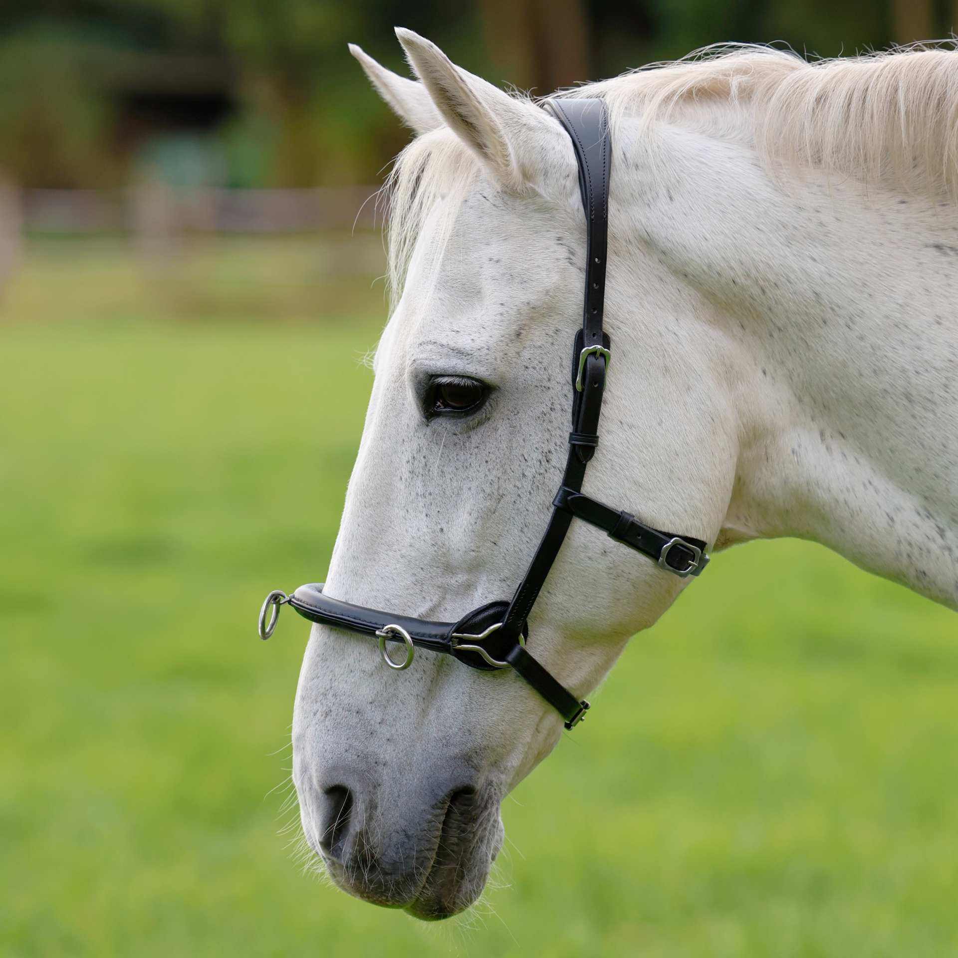 Cavesson-Schwarz-Warmblut-Vollblut