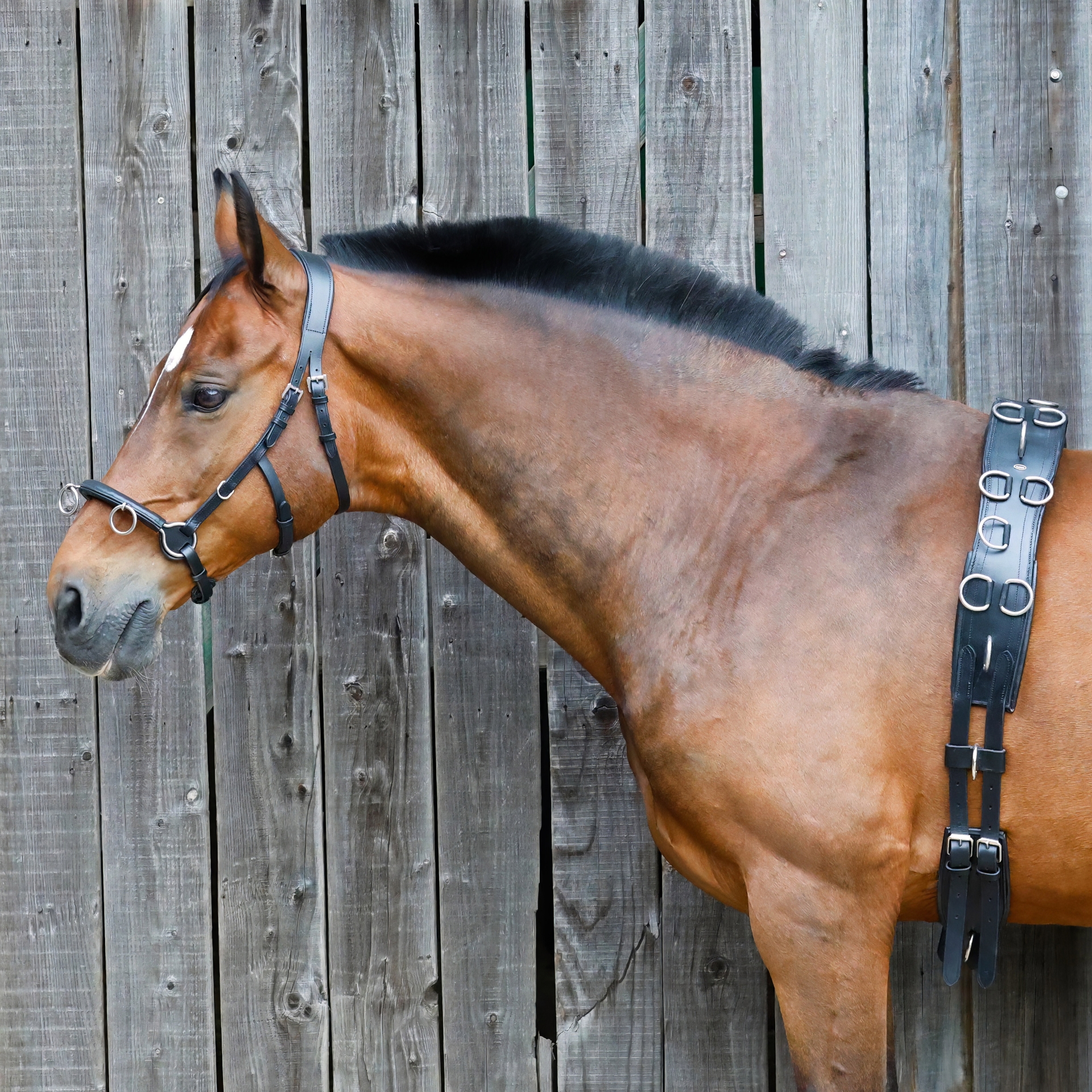 Cavesson-Kappzaum-ohne-Gebissriemen-Longiergurt-Schwarz