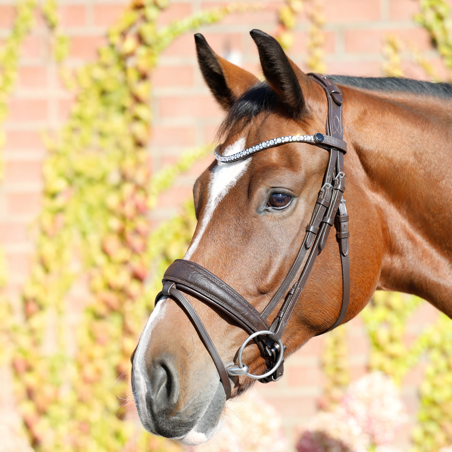 Trense-Paisley-mit-Muster-Braun-entfernbarer-Sperrriemen