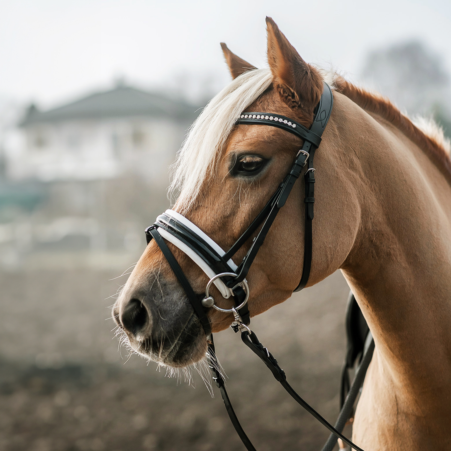 Trense-Motion-Weiss-Lack